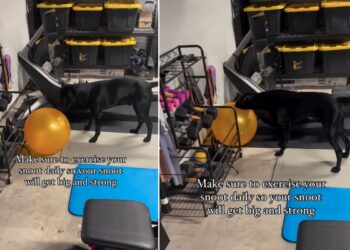 Pas stvara simpatičnu rutinu vježbanja nakon što je promatrao svoju mamu u kućnoj teretani.