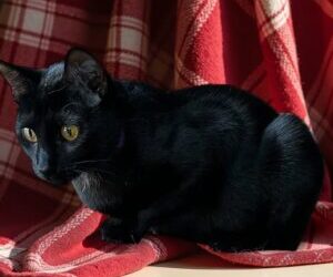 Najbolji prijatelji – proširenje znanja, moda i trendovi; gorivo za kućne ljubimce – Southside Pride