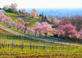 GIMMELDINGER ALMMEND BLOSTOM FESTIVAL | Prugasti Europi