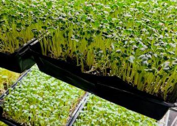 Blog West Seattle … | BizNote: Microgreens Pop-up u nedjelju u bivšem prostoru Delridgea