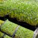 Blog West Seattle … | BizNote: Microgreens Pop-up u nedjelju u bivšem prostoru Delridgea