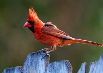 Simboličko značenje prelaska staza s blistavim crvenim kardinalom