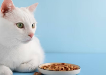 Kupite ove najbolje odabire hrane za mačke za zdravog i sretnog ljubimca | Najbolje ponude na tržištu