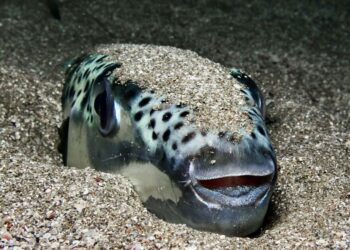 Toksična riba opasna za ljude uočena u zemlji koju su voljeli Britanci