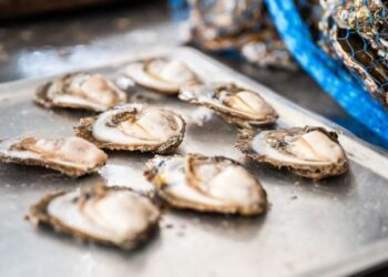 Ostrige iz Hrvatskog Liminskog Kanala: Veliki hit