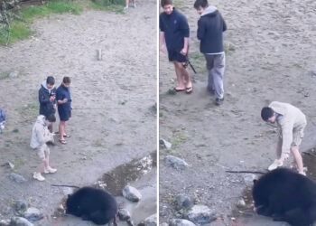 ‘Razina apsolutne gluposti’