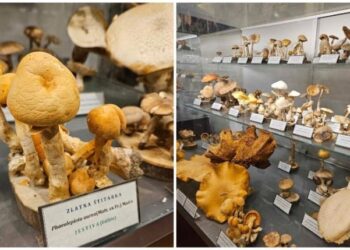 Je li najveća svjetska kolekcija smrznutih gljiva u Hrvatskoj pred uništenjem?