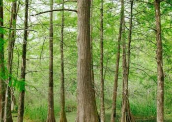 Louisiana festivali i događaji koji se odvijaju ovog vikenda: 3. travnja, 4., 5., 6.