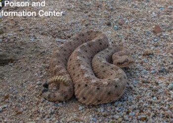 Izmučene zvečke napuštaju svoje skrovište; Saznajte kako se zaštititi prilikom planinarenja