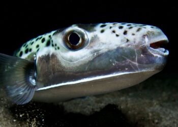 Hrvatska panika kao riba koja ‘može amputirati prste’ označena ‘prijetnjom turizmu’