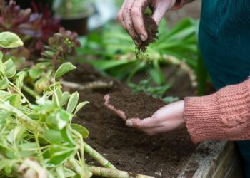 Kako vrtlarstvo može sagorjeti 1K kalorija dnevno i pomoći vam u brzom mršavljenju