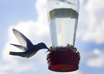 Ree Drummond priprema jednostavni nektar za hummingbird s 2 sastojka