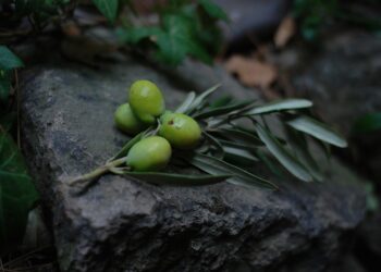 Istriaoilfest: Prikaz zdravstvenih benefita maslinovog ulja