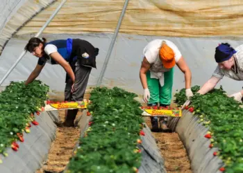 Hrvatskoj potrebna 70.000 sezonskih radnika za 2025: radna mjesta, plaće i postupak prijave