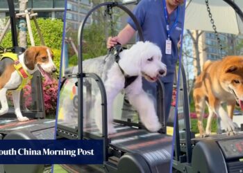 Kina First Pet teretana nudi jedinstvene sadržaje i programe za promicanje wellnessa životinja.