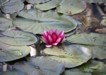 Bangladeš pokreće održivo luksuzno modno putovanje s lotosom ‘svile’