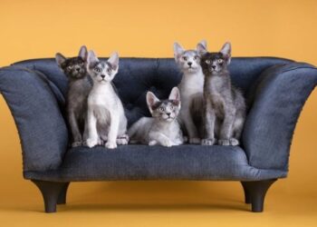 WCF CAT Olimpia 2025 po prvi put u Zagrebu