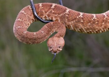 Rattlesnakes u području zaljeva: Razlozi zašto planinare upozoravaju službenici parkova (uz to, što učiniti ako vas ugrize)