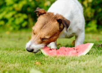 Sigurna ljudska hrana za pse: Nutricionist za kućne ljubimce objašnjava sve, uključujući toksične namirnice koje treba izbjegavati po svaku cijenu.