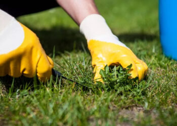 Pogreška koju svaki vrtlar čini dok stručnjaci ističu “Zdravstvenu korist”