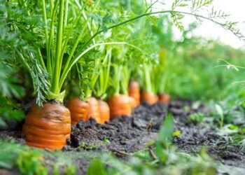 Izbjegavajte ova gnojiva za pravilno rast vaših mrkvi