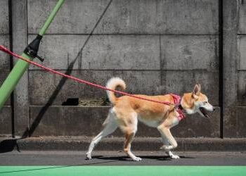 Prva kineska teretana za kućne ljubimce nudi gaze za pse i wellness usluge