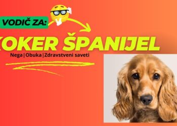 Činjenice o koker španiel -u koje bi svaki vlasnik trebao znati!