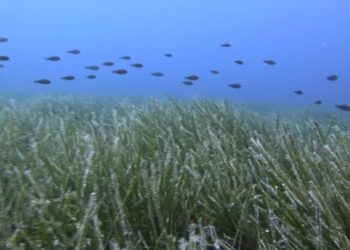 Hrvatski znanstvenici se bore za očuvanje morske trave Posidonije