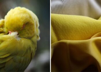 Ovaj finalist nagrade za Zemlju koristi sekvenciranje DNK za stvaranje ekološki održivih boja za odjeću.