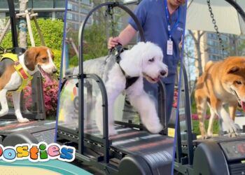 Šangajski Gogogym promatra fitness revoluciju za kućne ljubimce s pasama