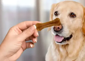 Ljetni zalogaji za pse: Zdrave poslastice za zdravlje vašeg šteneta