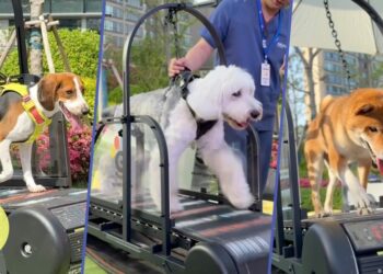 Prva kineska teretana za kućne ljubimce nudi personalizirane fitness planove za poboljšanje zdravlja i prevenciju bolesti