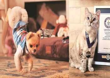 Od dizajnerske odjeće do brendiranih dodataka: Kako kućni ljubimci uživaju u luksuzu – Lifestyle News