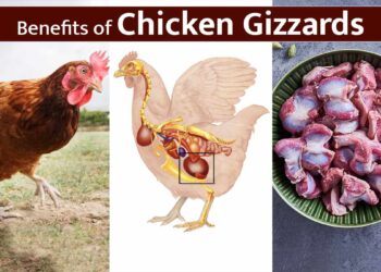 Jesu li pileći gizzardi visoki u mokraćnoj kiselini? Prednosti stručnjaka