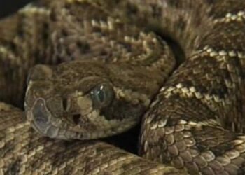 Sezona zmija otrovnica raste u Koloradu. Evo kako možete ostati sigurni.