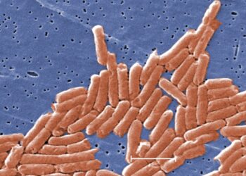 Kako se naglo povećavaju slučajevi: Evo kako se zaštititi od salmonele