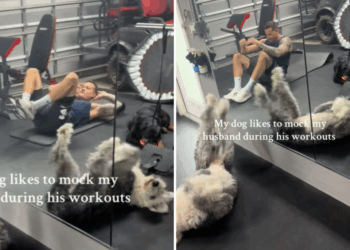 Pas ne posjeduje firmu dok se vježba – Histerija oko onoga što uči