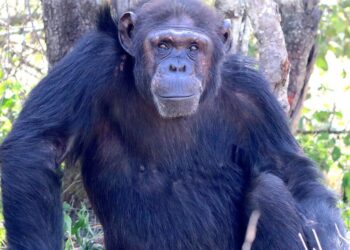 Prema znanosti, čimpanze su zapravo snažne.