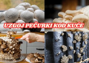 Nevjerojatno jednostavno! Gljive kod kuće za početnike