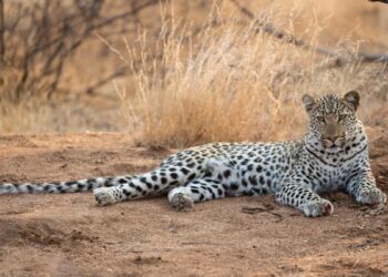 Luksuzni Kruger safari poznatiji po teretani nego po divljini