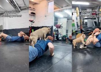 Pas shvaća oznaku ‘Partner u teretani’ vrlo ozbiljno tijekom vježbanja