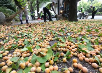 Zašto konzumacija ginkgo oraha uz cestu može biti opasna