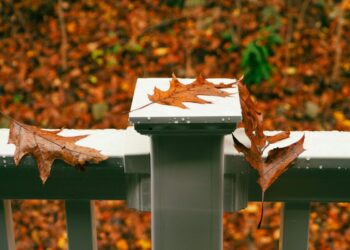 Moram znati, moram ići: Što se događa u studenom
