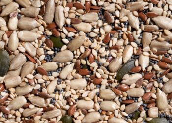 Dvije sjemenke s najviše vlakana prema dijetetičarima