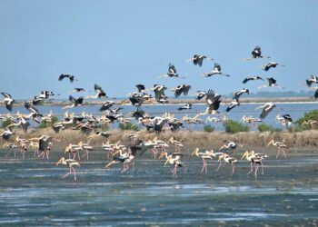 Počinje državna sinkronizacija popisa ptica močvarica