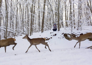 Zajednički napori potiču obnovu jelena u planini Velebit