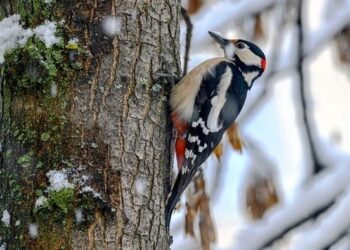 Sretan Božić uz 12 Days Wild