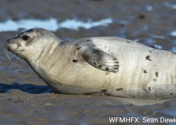 Sezona tuljana je na vrhuncu! Povećana aktivnost tuljana uz obalu donosi češće susrete s njima.