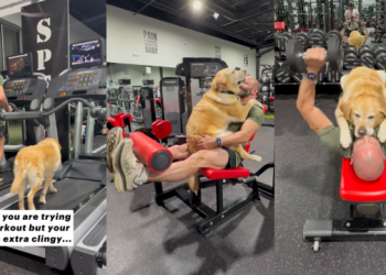 Terapijski pas ‘izuzetno ljepljiv’ tijekom vlasnikove trening rutine u teretani