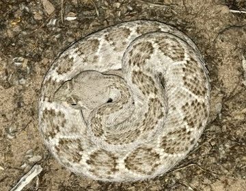 Otrovne zmije u akciji | Vanjski